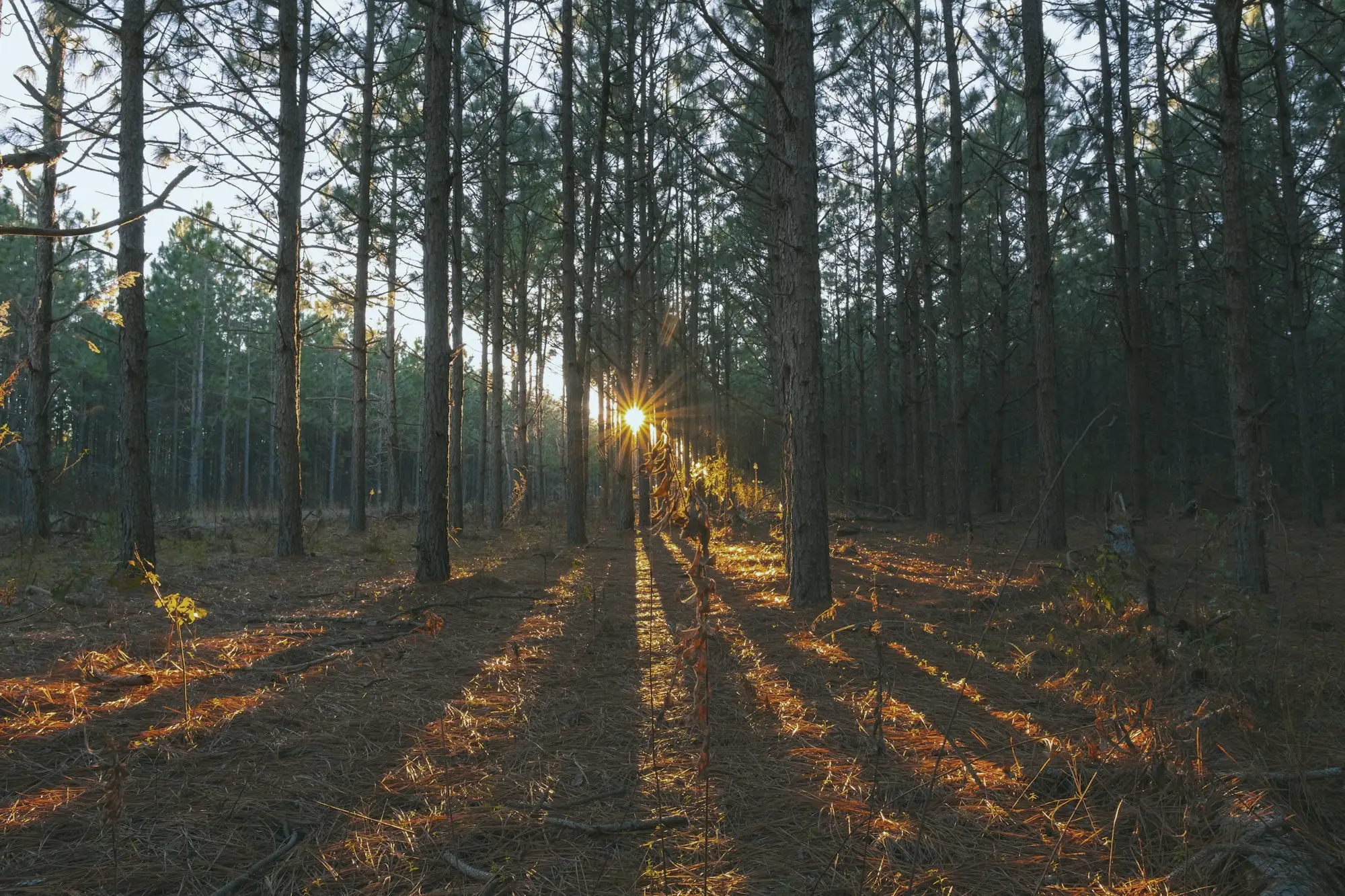 La forêt de pins landaise au soleil couchant
